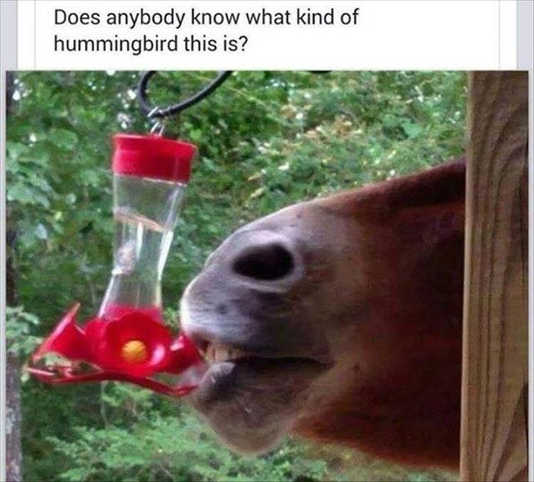 funnyanimals1111.jpg
