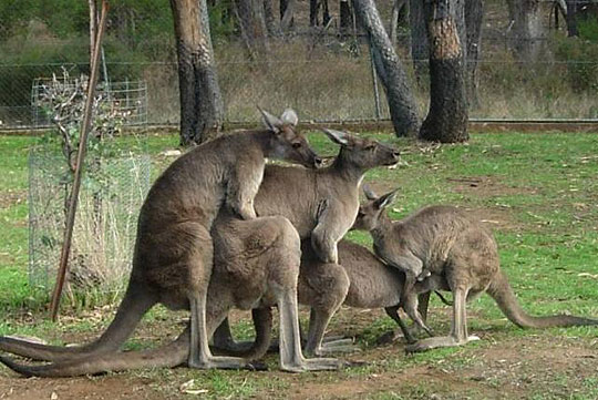 kangaroos.jpg