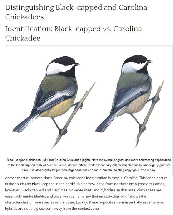 SibleyonChickadees.jpg