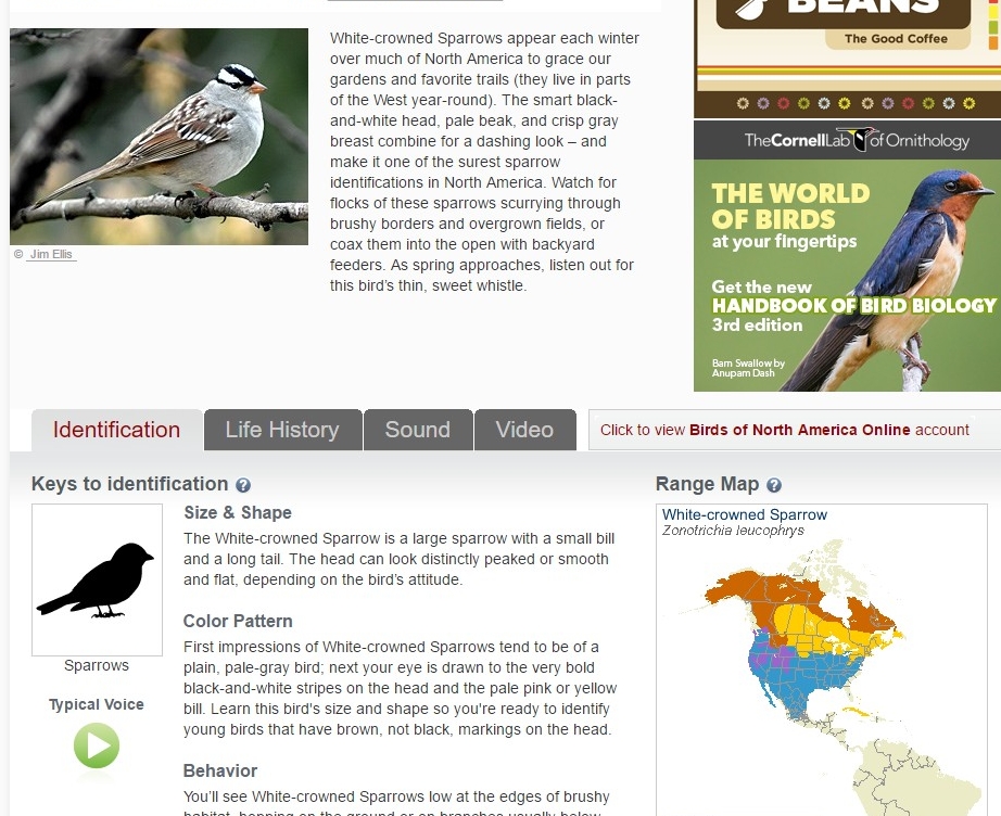 whitecrow..sparrow.jpg