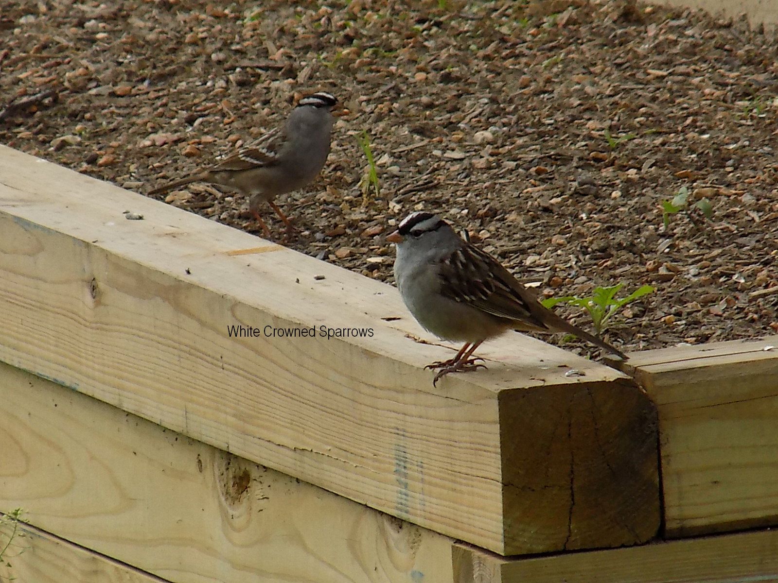 wcrownedsparrows.jpg