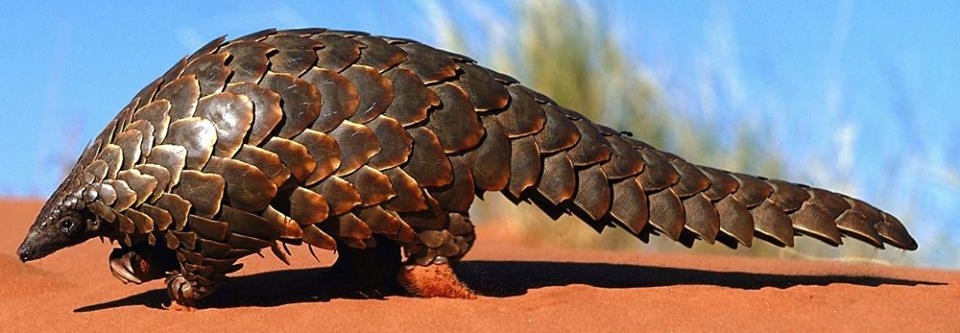 pangolin.jpg