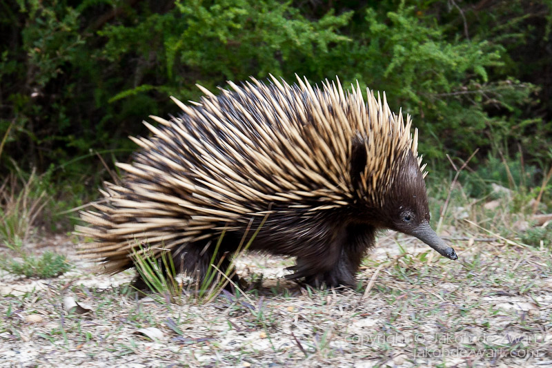 echidna.jpg