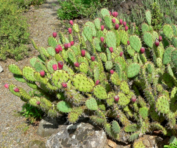 pricklypear.jpg