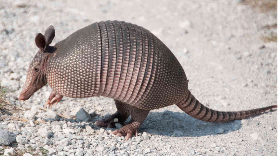 armadillo2.jpg