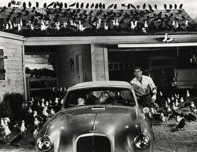 TheBirds1.jpg