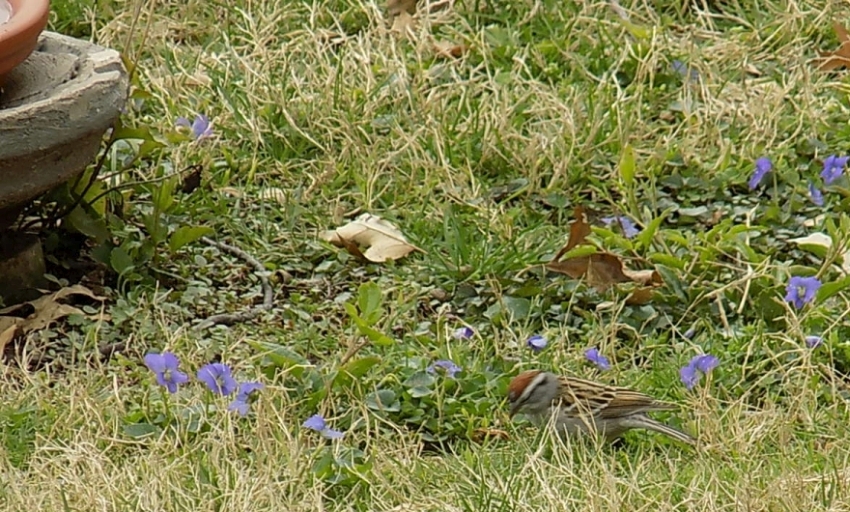 ChippingS..rowcrop.jpg