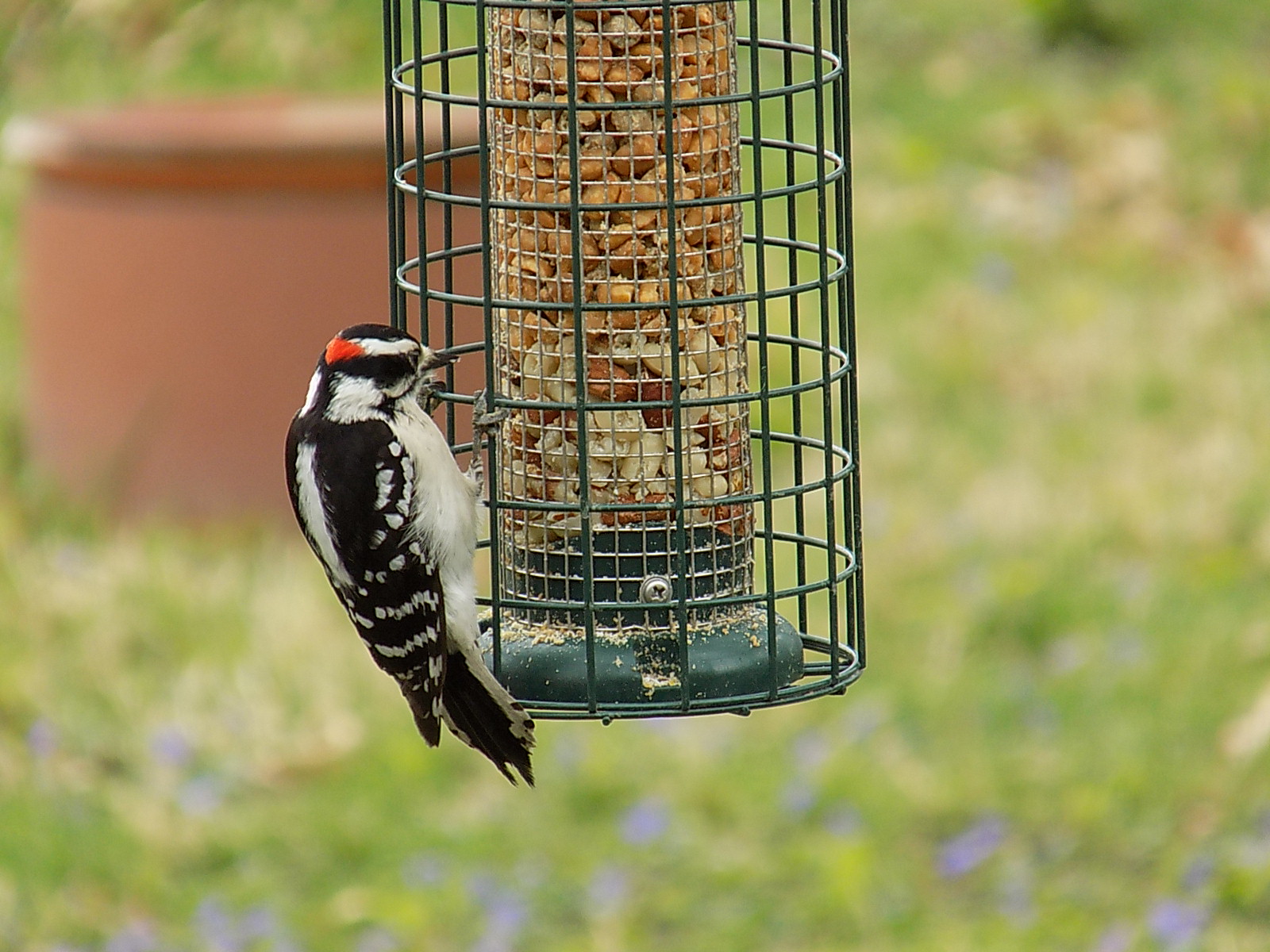 maleDowny..odpecker.jpg