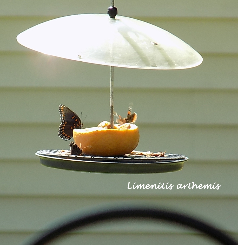 butterfly2.jpg