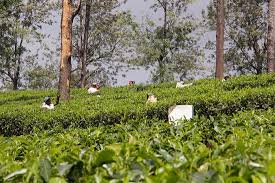tea1.jpg