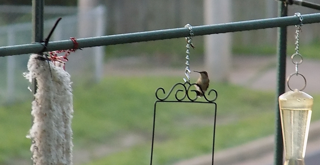 hummerswingcrop.jpg