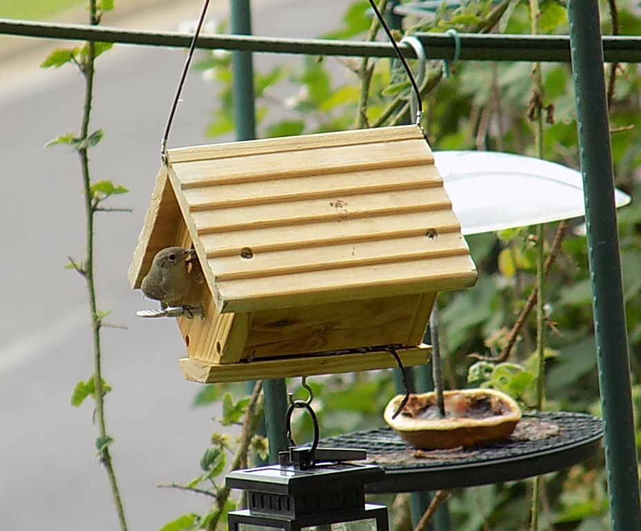housewren.jpg