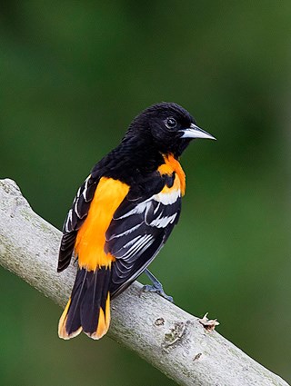 baltimore_oriole_5.jpg