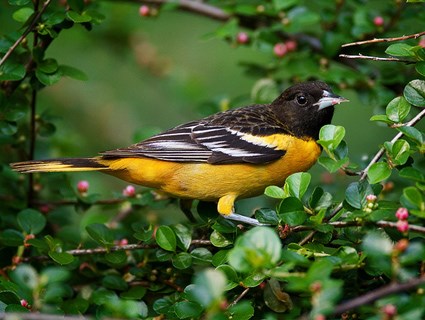 baltimore_oriole_10.jpg