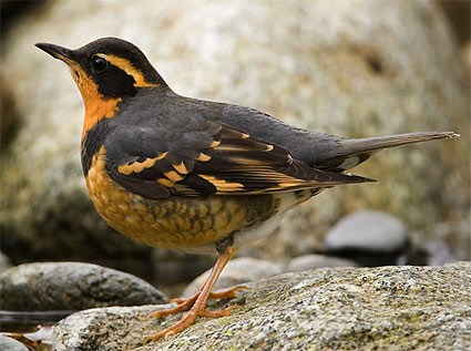 varied_thrush_1.jpg