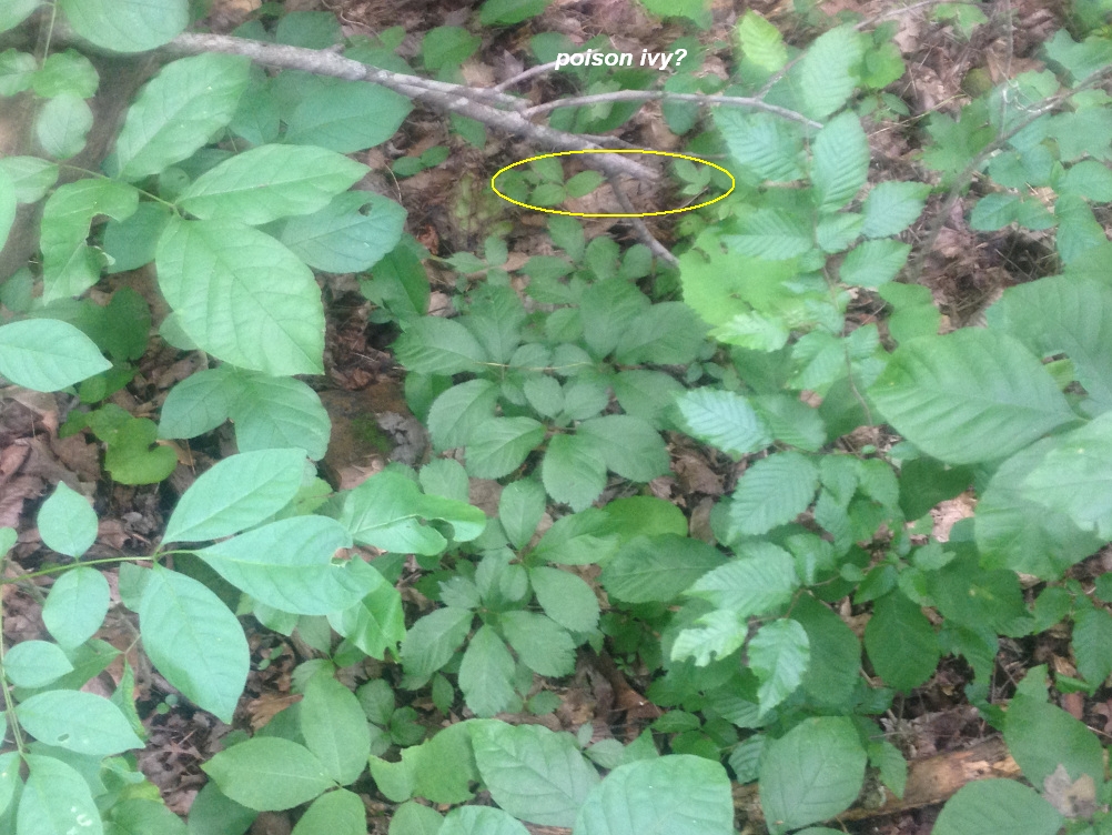 poisonivy.jpg