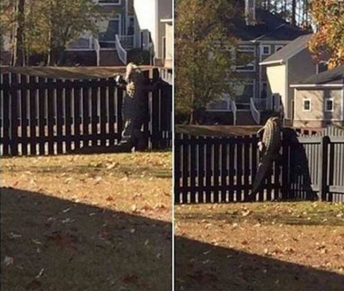 gat.jpg