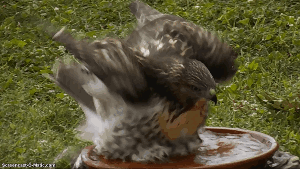 dhothiney300d.gif