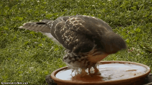 fhothineyb.gif