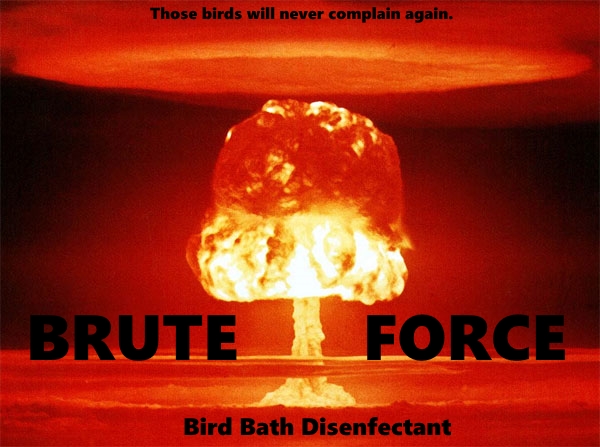 NucBirdBath.jpg