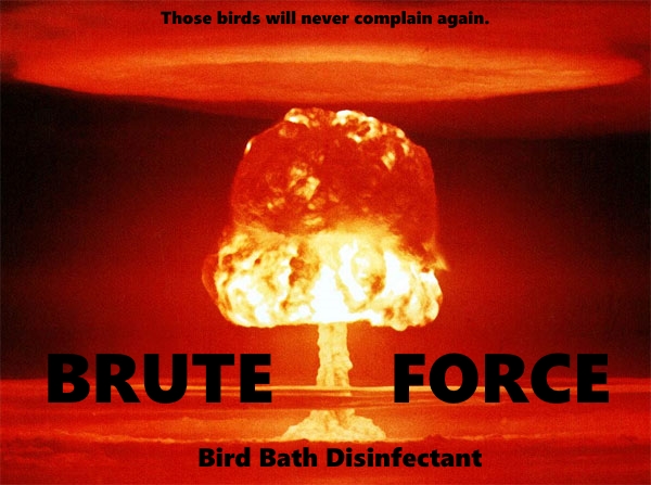 NucBirdBath.jpg