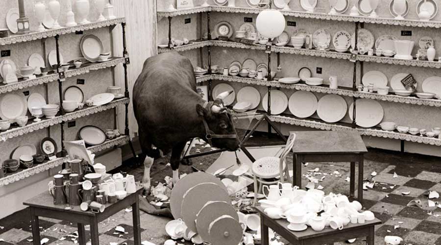 bullinachinashop.jpg