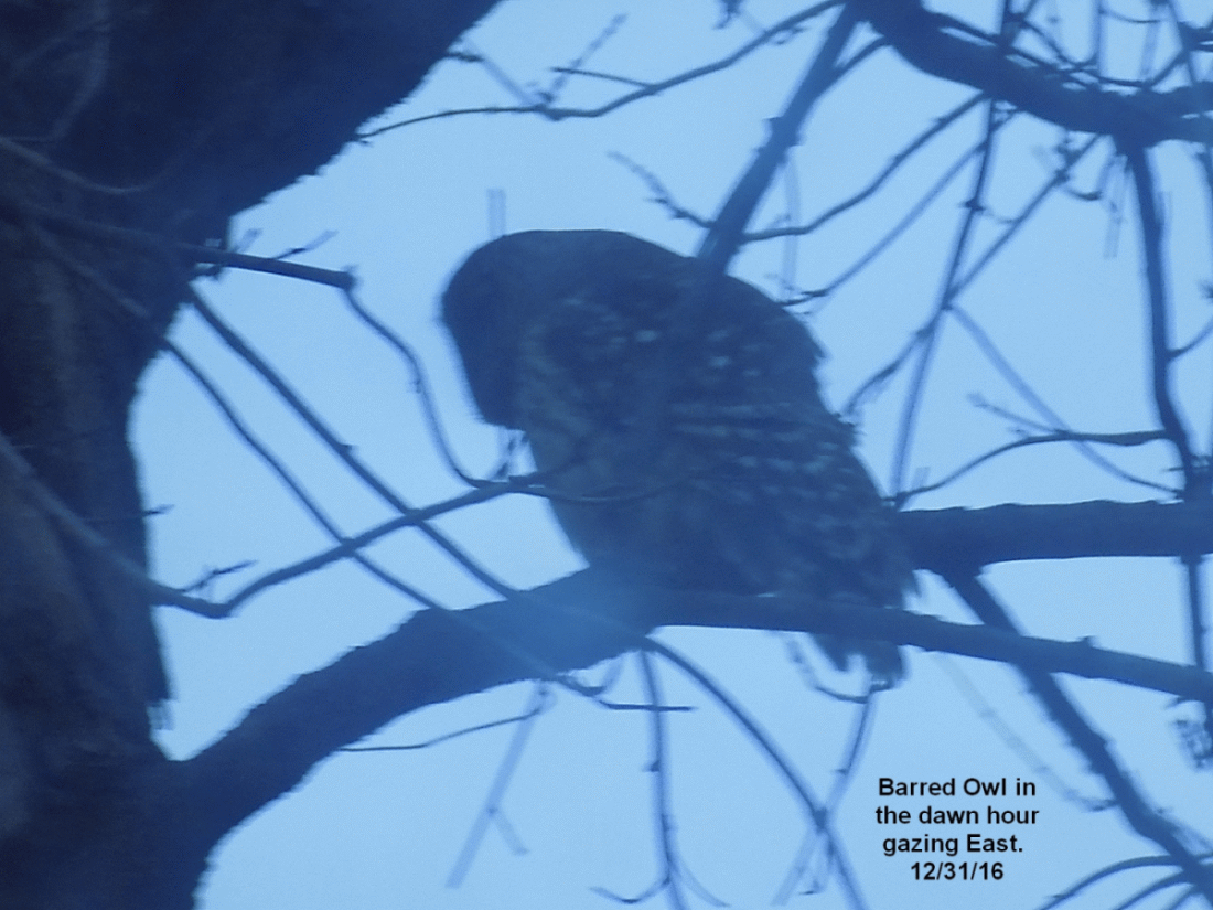 barredowl..etree2.gif
