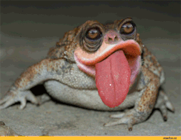 toadtongue.gif