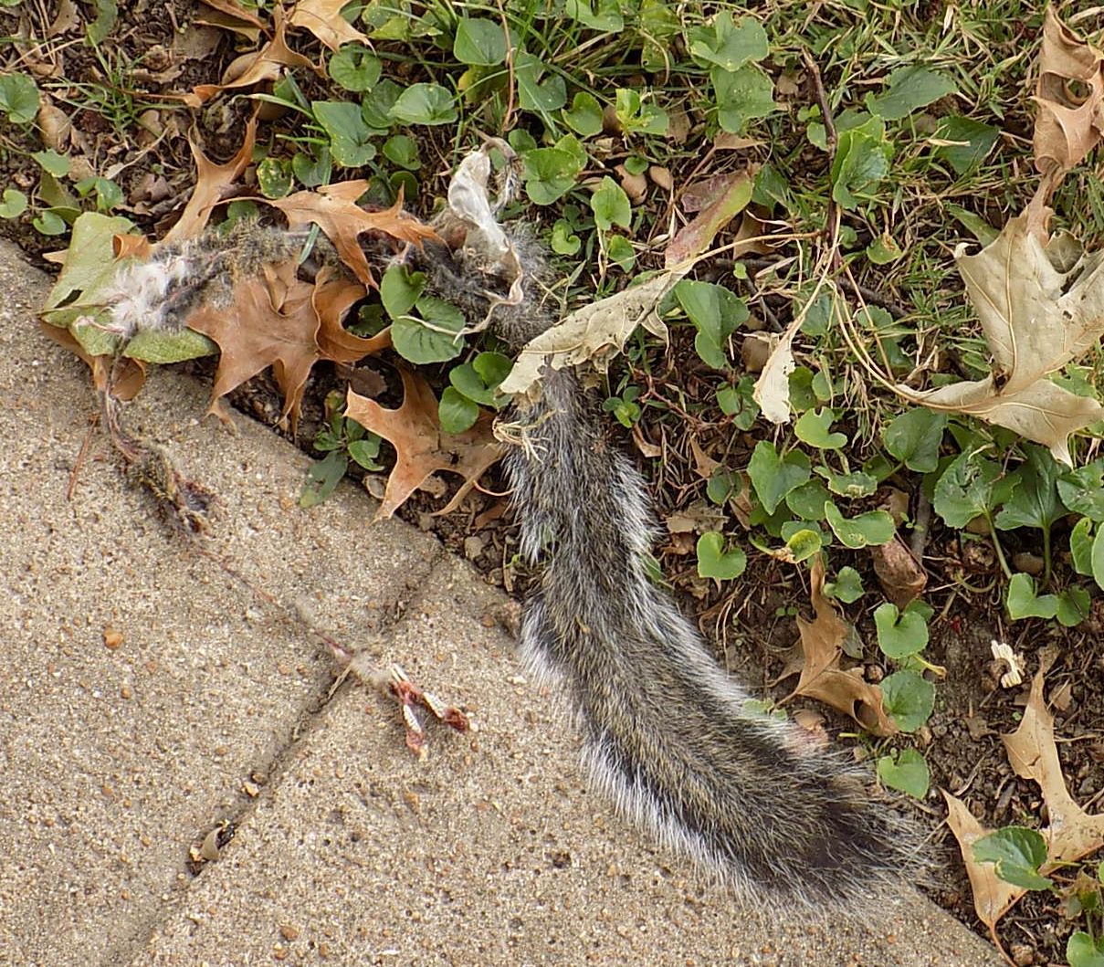 squirreltail.jpg