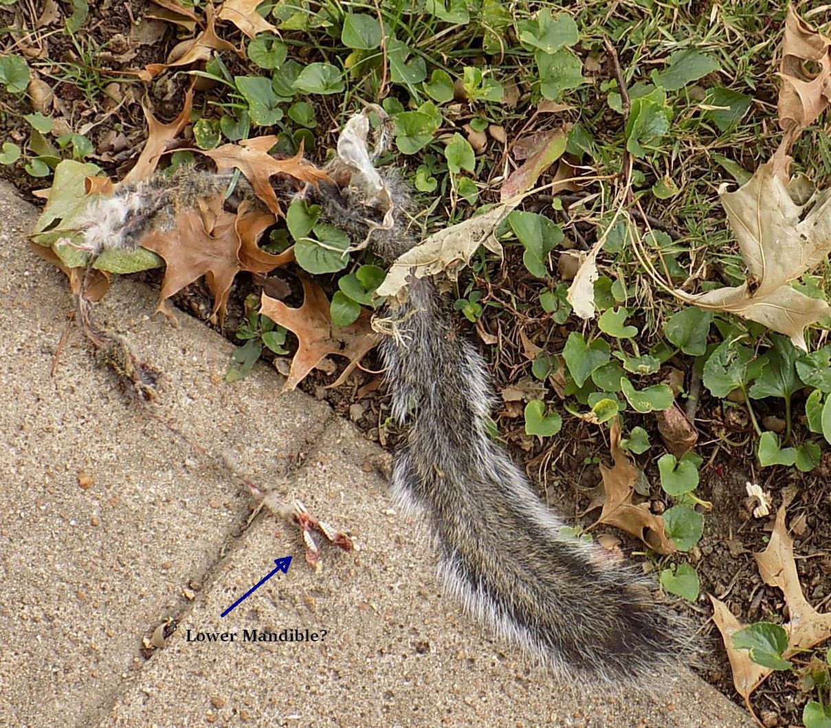 squirreltail.jpg