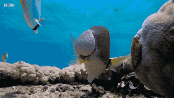 fish.gif
