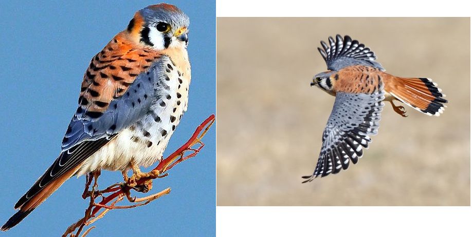 kestrel.jpg