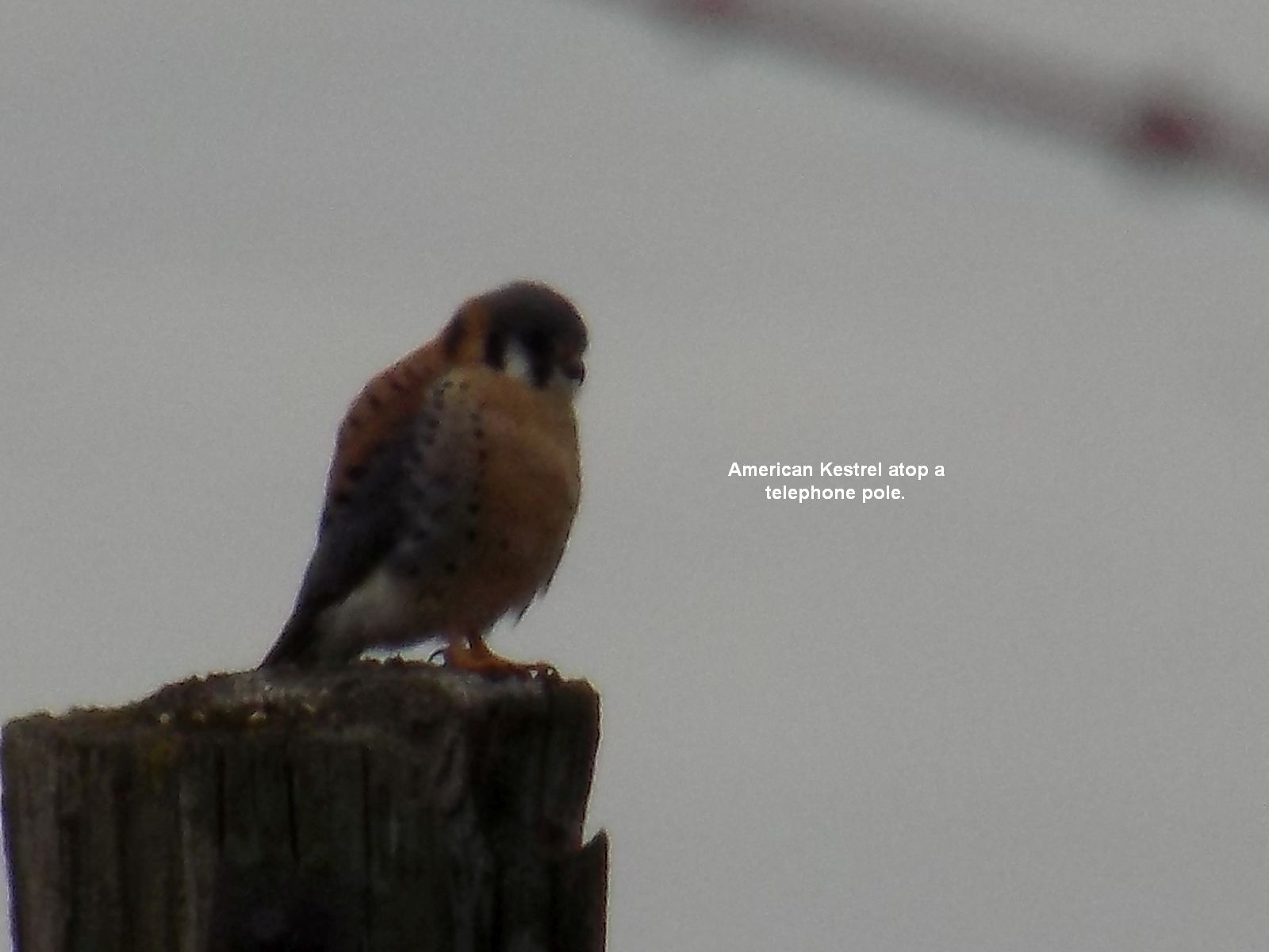 americankestrel.jpg