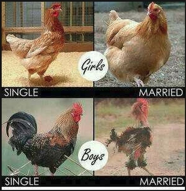 cluck.jpg