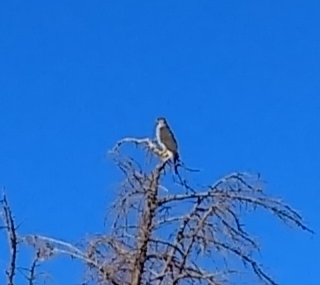 Eagle.jpg