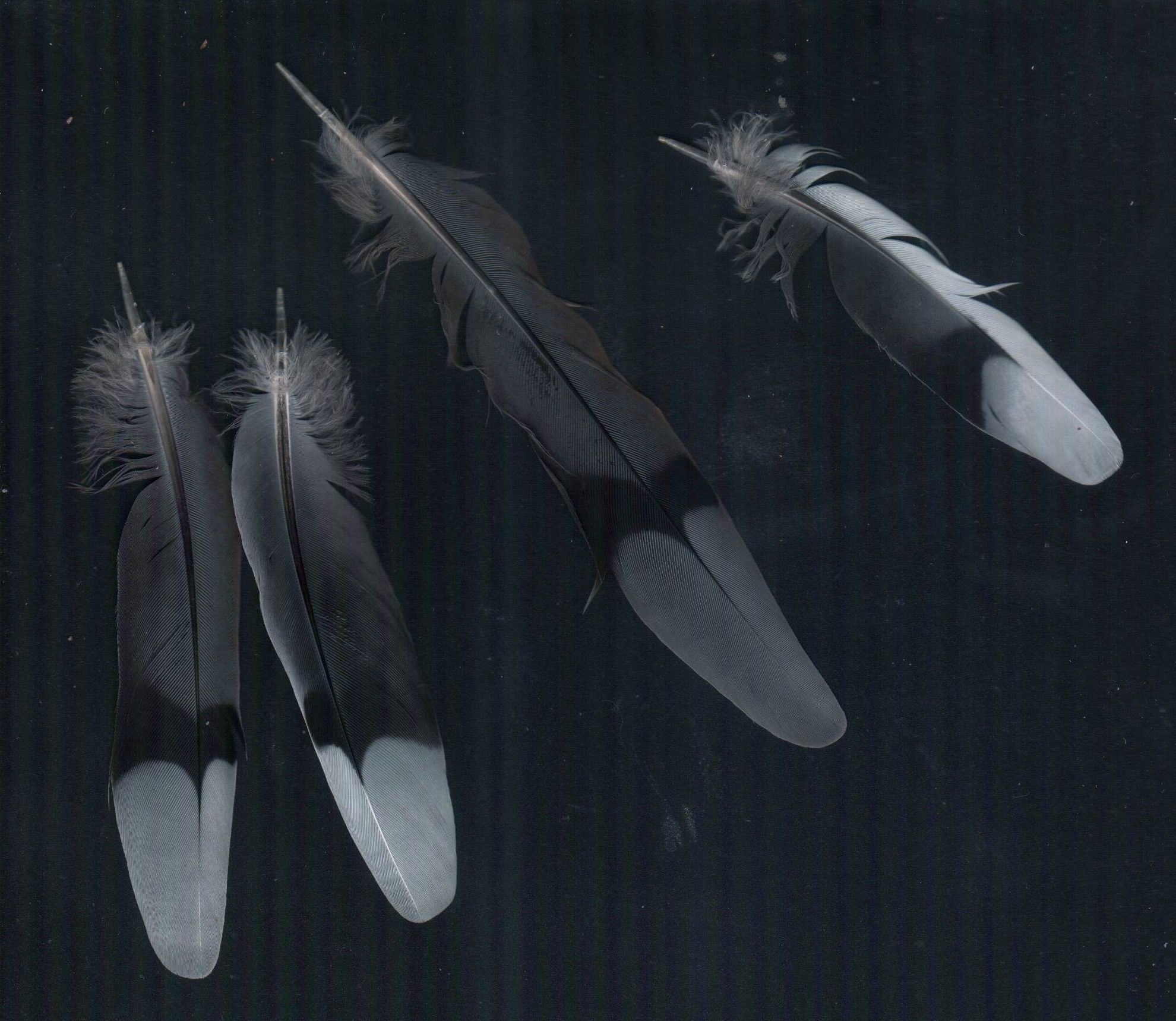 dovefeathers.jpg