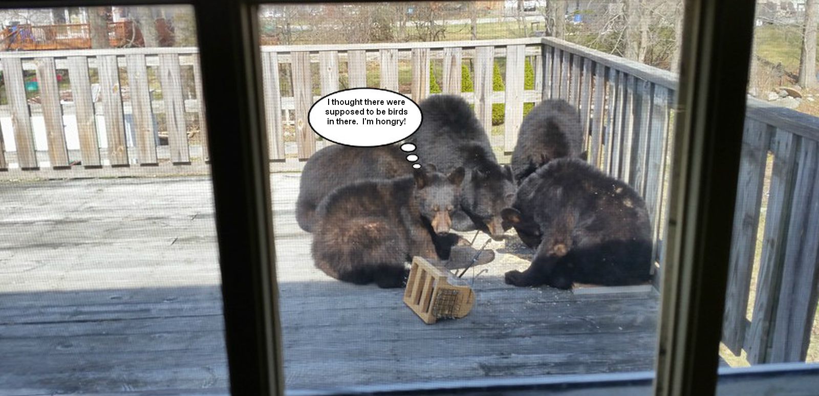 bbear.jpg