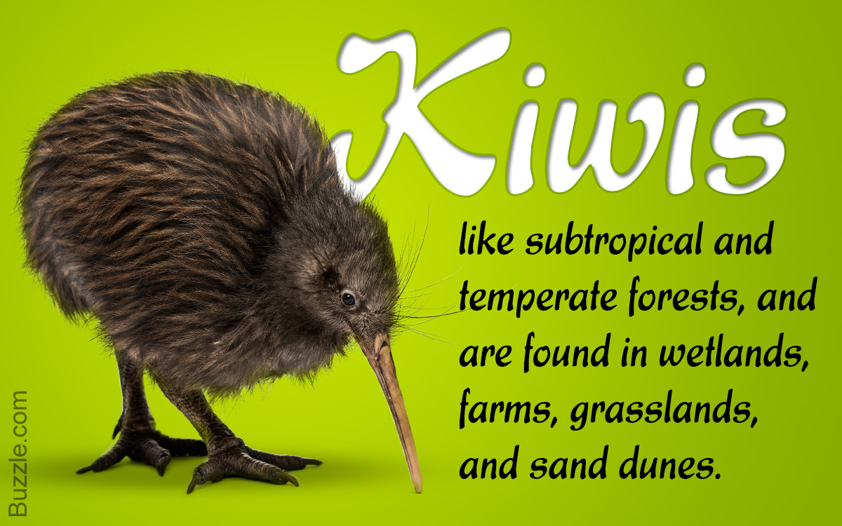 kiwi.jpg