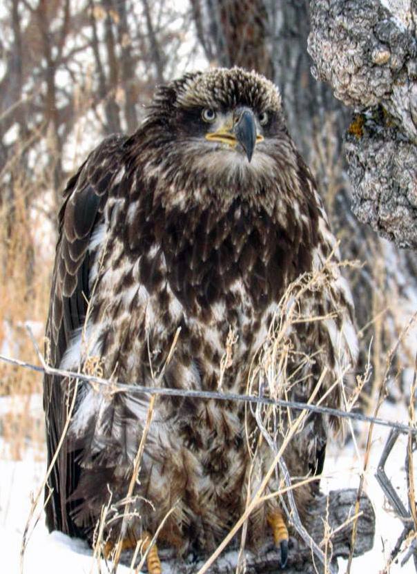 eagle1.jpg