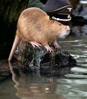 nutria.jpg