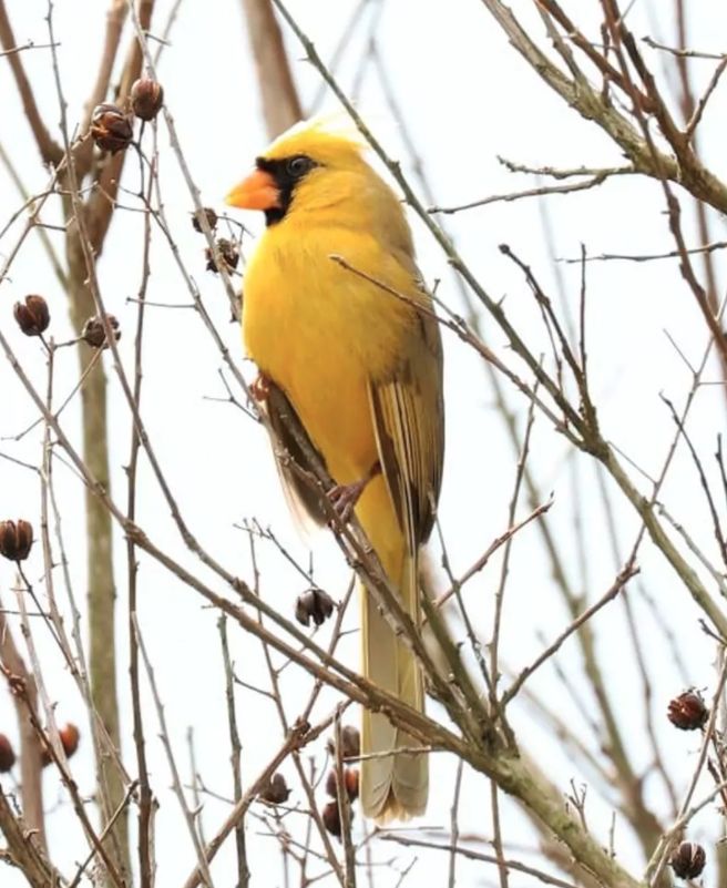 yellowcardinal.jpg