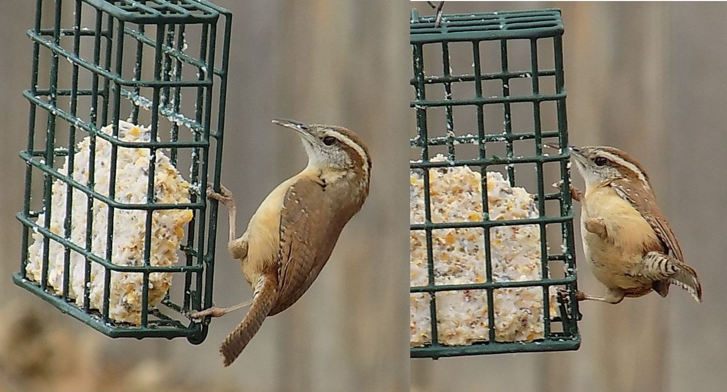 carolinawren.jpg