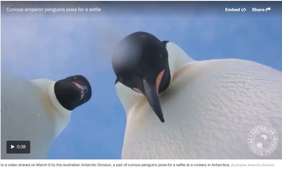 penguin1.jpg