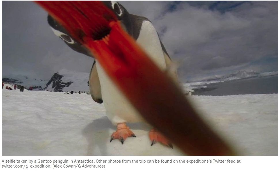 penguin2.jpg