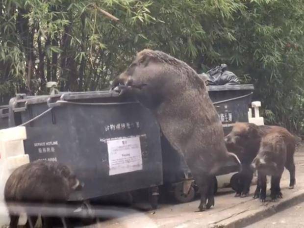 wildboar.jpg