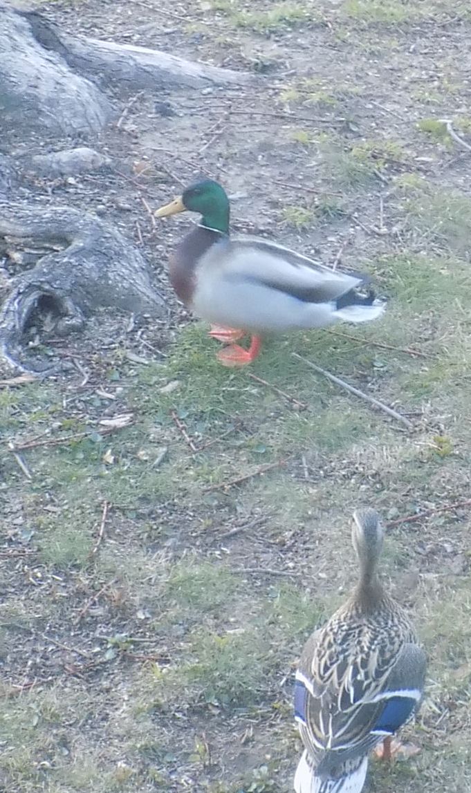 duck.jpg