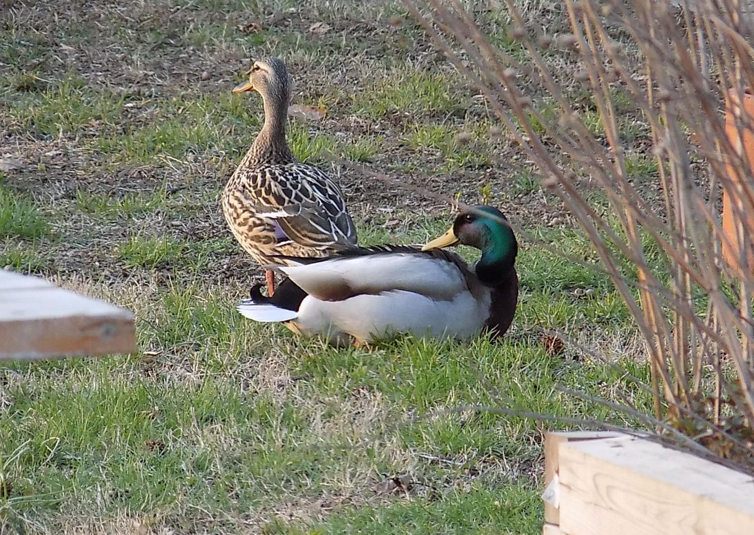 duckb.jpg
