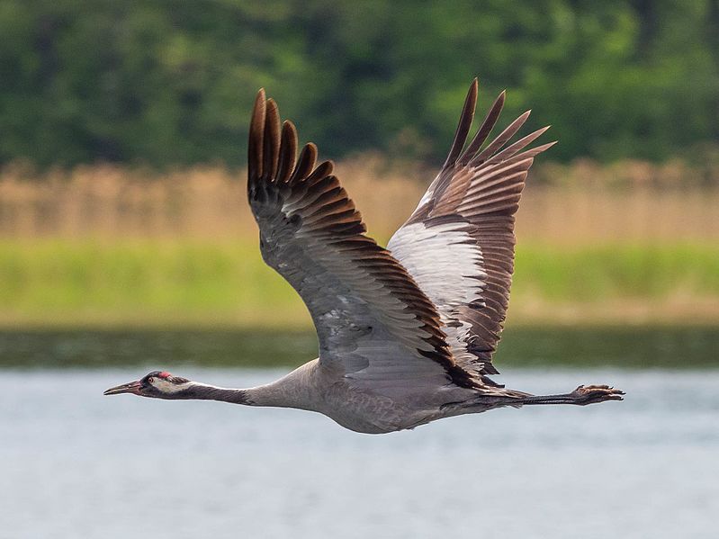 Grus_grus_..1497670.jpg