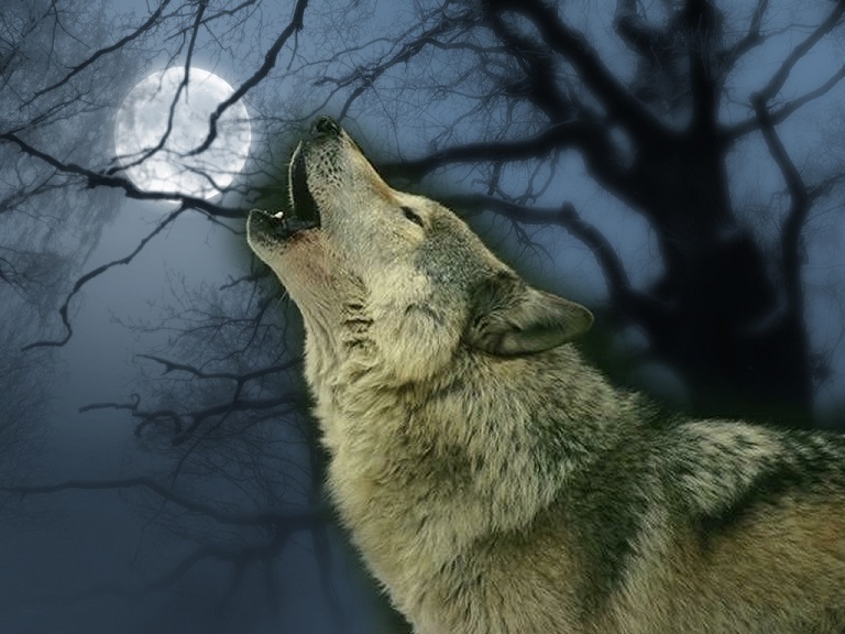Wolve.jpg