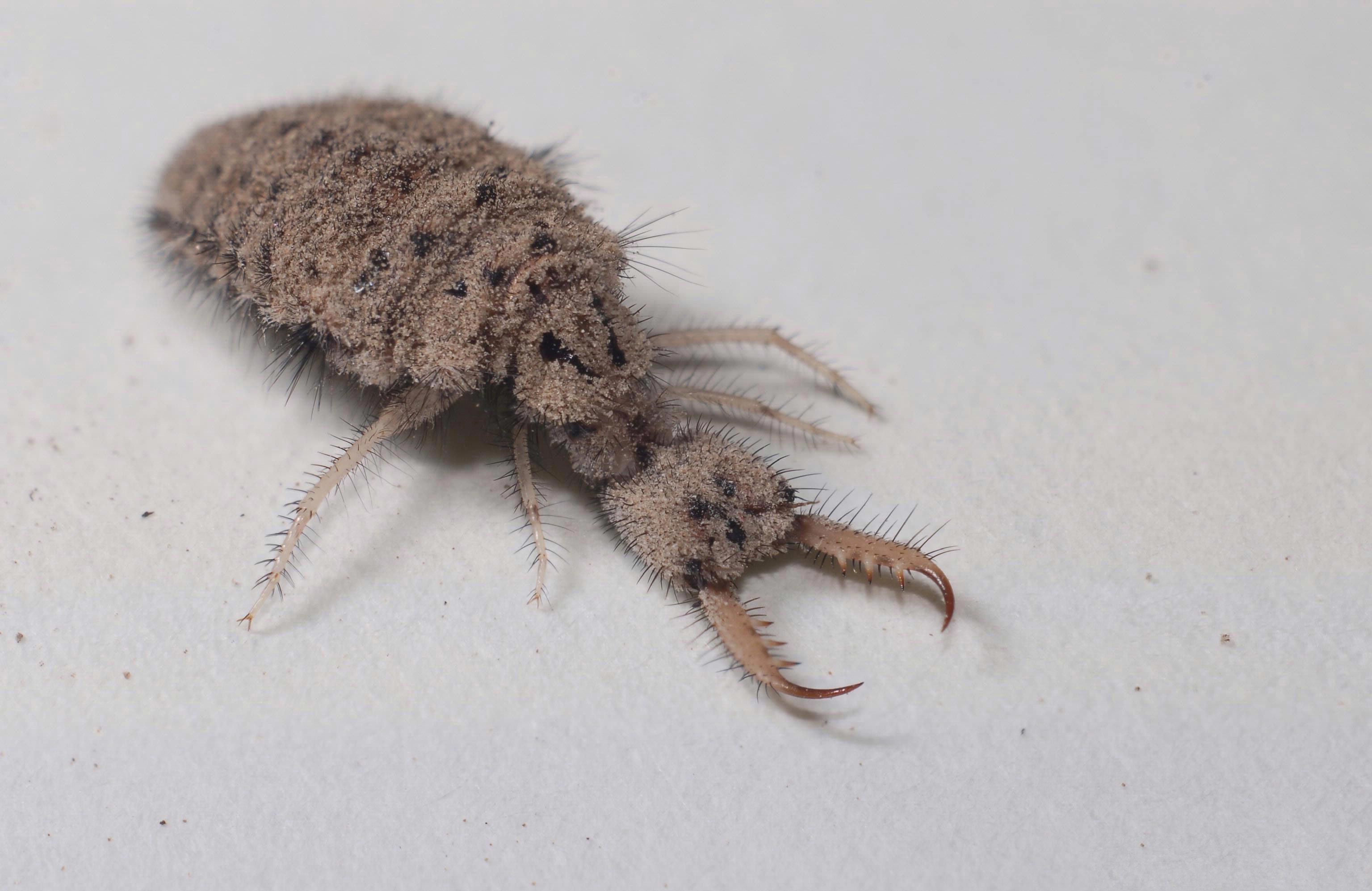 antlion.jpg
